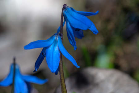 Blooming flowers at the beginning of the year