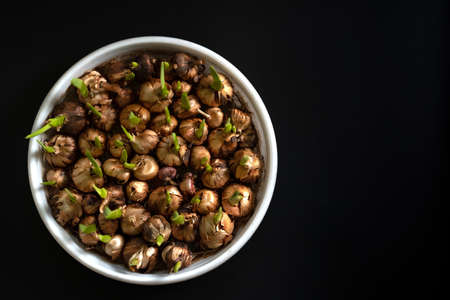 Flower bulbs begin to growの写真素材