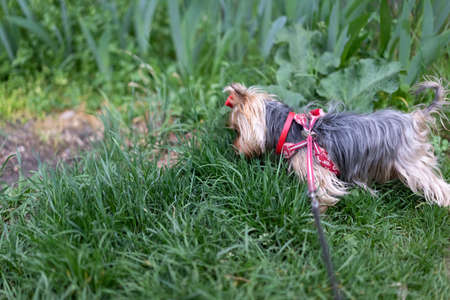 Yorkshire terrier on a leash for a walkの写真素材