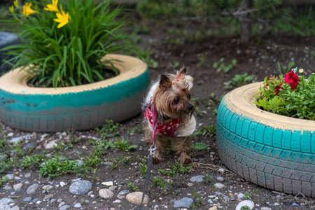 Yorkshire Terrier on a walk on a leashの写真素材