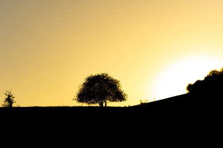 Lonely tree against the sky