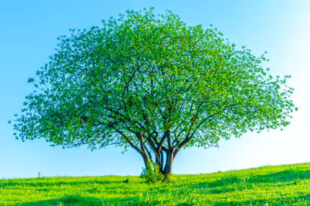 Flowering tree on sky background