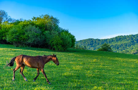 Horses graze in the meadowの写真素材