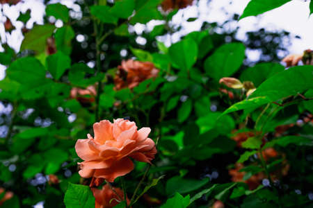 Orange roses grow and bloom