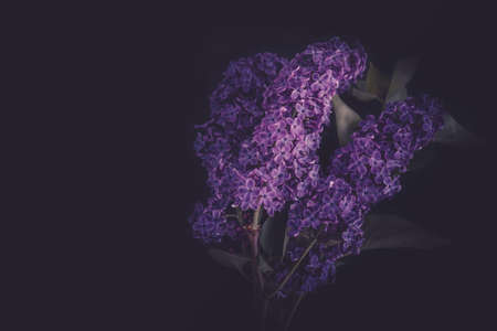 Lilac branch on a black backgroundの写真素材