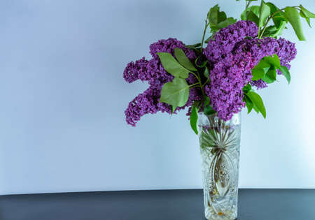 Blossoming branch of lilac on a white backgroundの写真素材