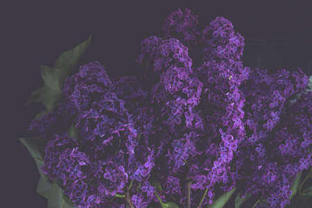 Blossoming branch of lilac on a white backgroundの写真素材