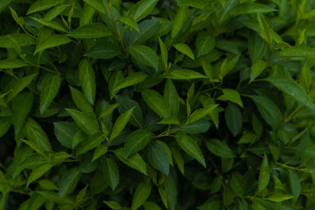 Green growing bush with shrub leaves