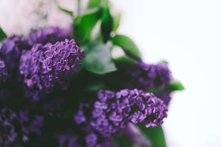 Blossoming branch of lilac on a white backgroundの写真素材