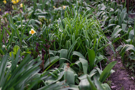 Various plants grow in the garden