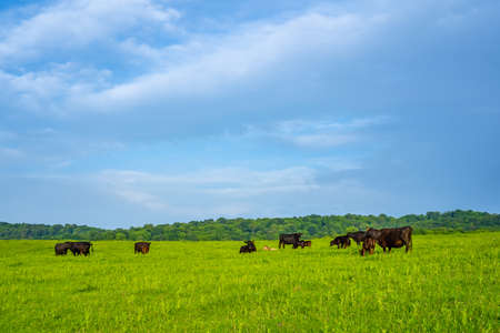 Green meadows with grazing cowsの写真素材