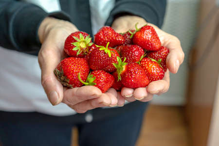 Ripe strawberries in the hands of a manの写真素材
