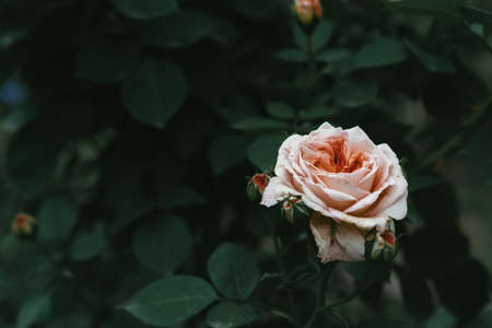 Blooming rose on a background of green leavesの写真素材