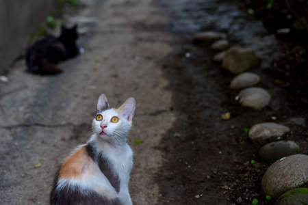 Homeless cat carefully looks upの写真素材