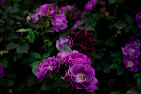 Growing flowers of purple roses