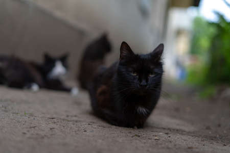Black cat on the background of other cats