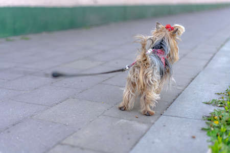 Dog on a leash for a walkの写真素材