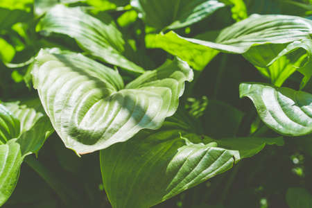 Large growing green leaves of a plantの写真素材