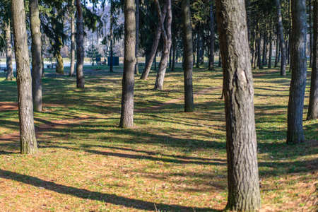Forest with trees by the sun and green-yellow grassの写真素材