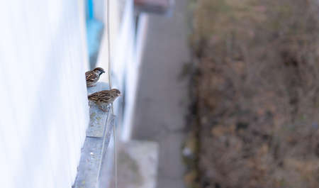 Sparrows are sitting under the balconyの写真素材