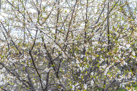 Flowering tree with open buds
