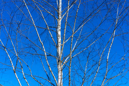 Birch tree on sky backgroundの写真素材