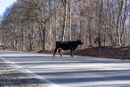 The animal crosses the road. A cow stands in the middle of the road.の写真素材