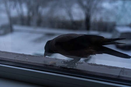 Crow eating outside the window in winterの写真素材