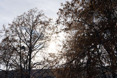 Trees in the winter season