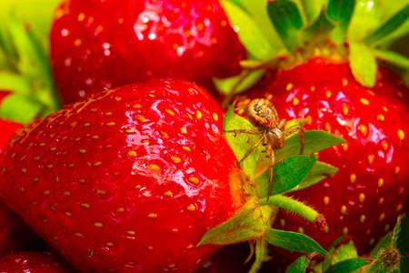 Big spider stands on a strawberryの写真素材