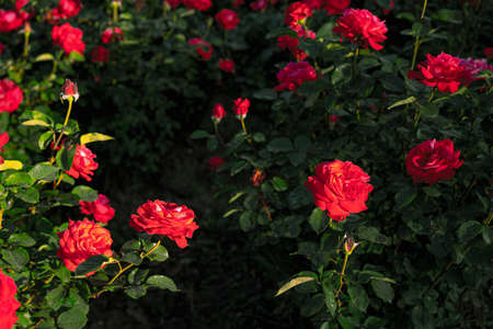 Pink roses blooming in the gardenの写真素材