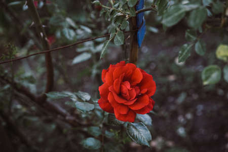 Red rose growing in the groundの写真素材