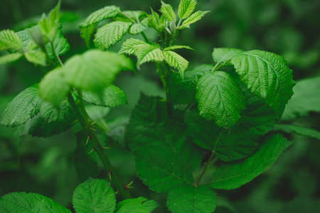 Growing raspberry bush with thornsの写真素材