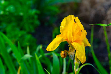 Yellow flowering and growing flower