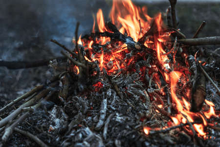 Burning bonfire from tree branchesの写真素材