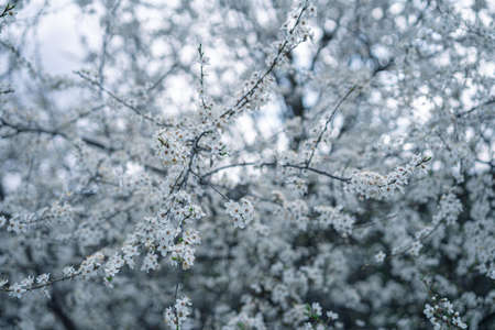 Growing tree with blooming flowers