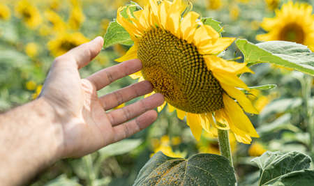 Sunflowers growing in the fieldの写真素材