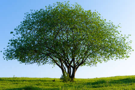 Lonely flowering tree against the sky