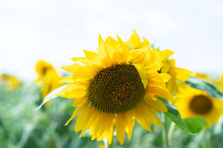 Sunflowers growing in the fieldの写真素材