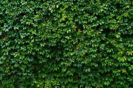 Wall of shrubs and growing plants