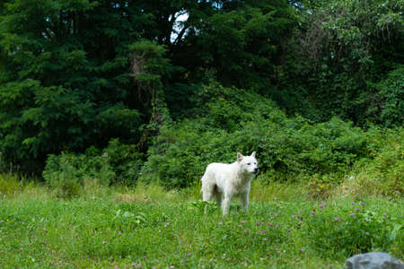 White stray dog â€‹â€‹that looks like a wolf
