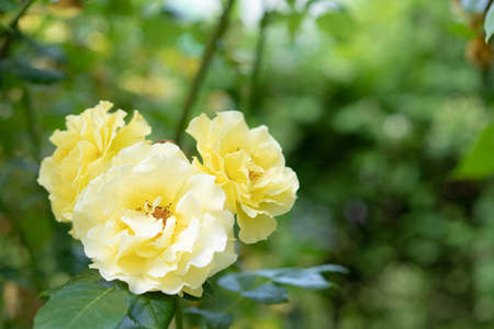 Yellow roses grow in the gardenの写真素材