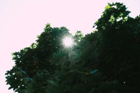 The sun shines through the leaves of a growing treeの写真素材