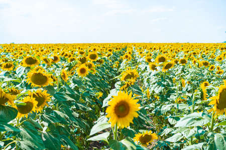 Blooming sunflowers on a sunflower field