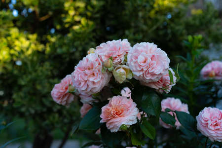 Blooming and growing flowers in the garden