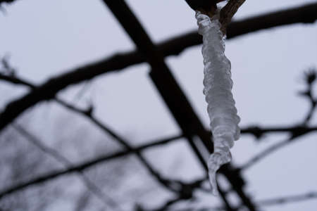 Hanging icicles in the winter seasonの写真素材