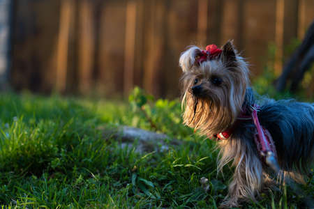 Yorkshire terrier on the street for a walkの写真素材