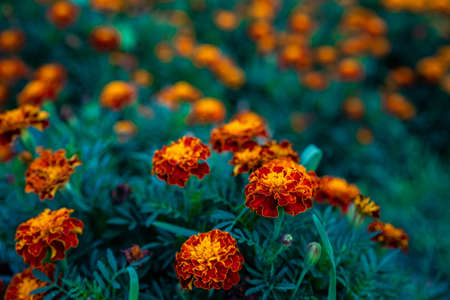 Growing and blooming marigold flowersの写真素材