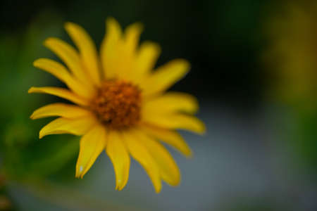 Growing flower on the background of plantsの写真素材