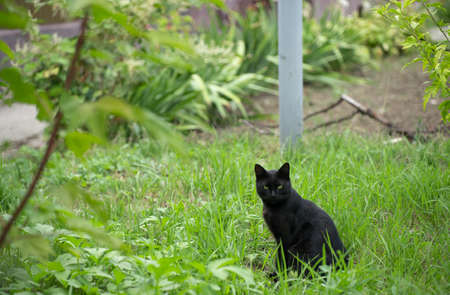 Black cat on the streetの写真素材